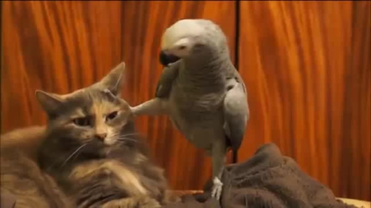 Говорящий кот попугай. Обиженный попугай. Ты лох попугай. Блатной попугай. Попугай и кот Мем.