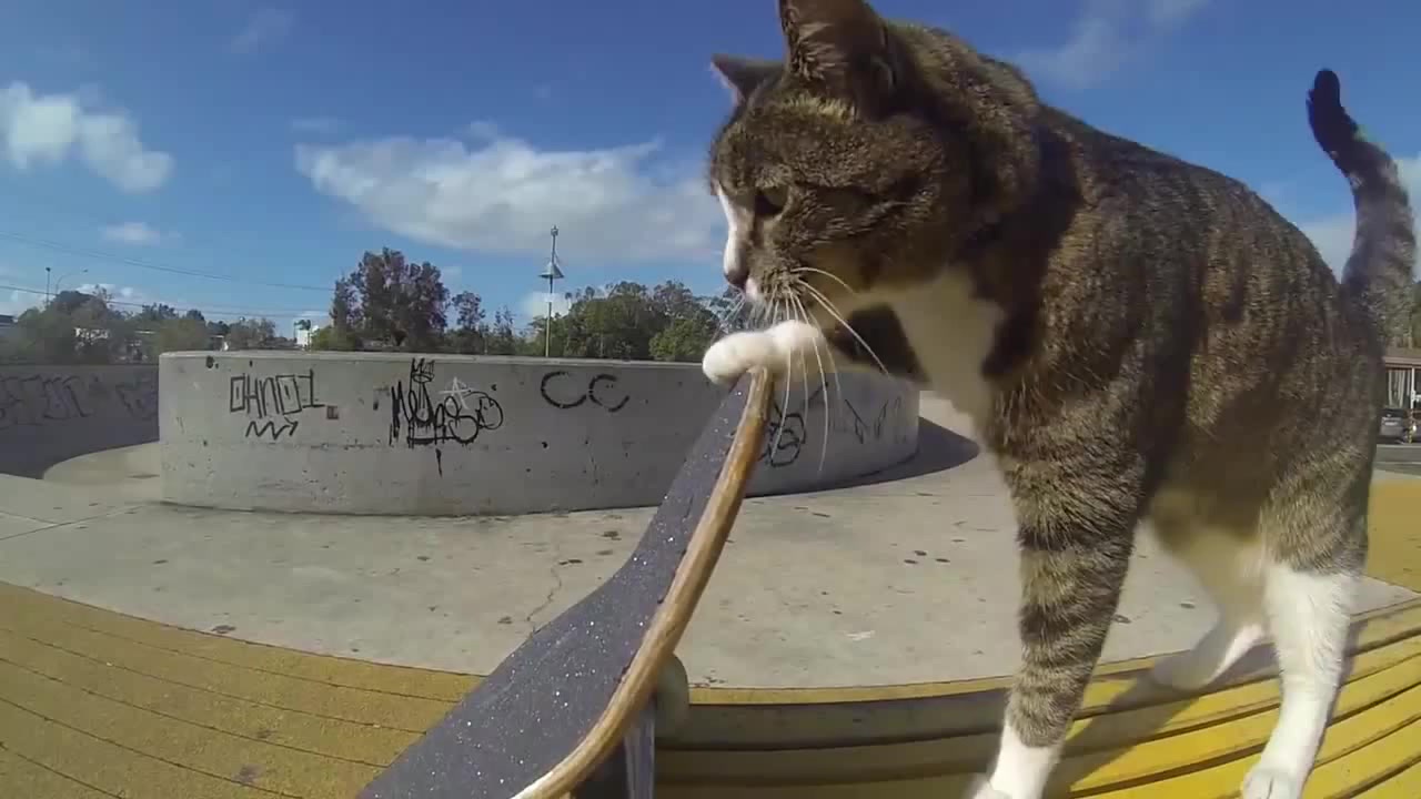 tony cat pro skater - Coub - The Biggest Video Meme Platform