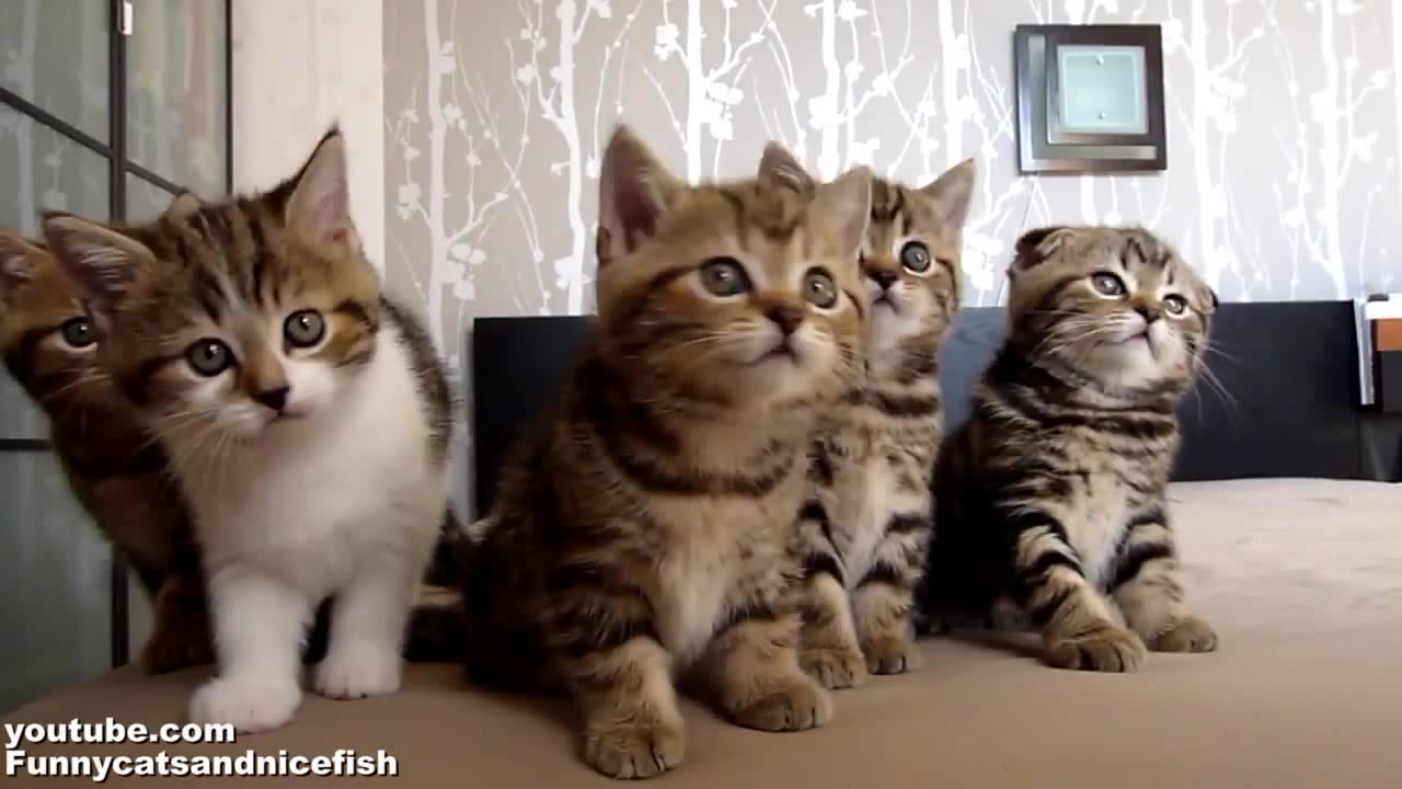 Смешные котики для детей смотреть