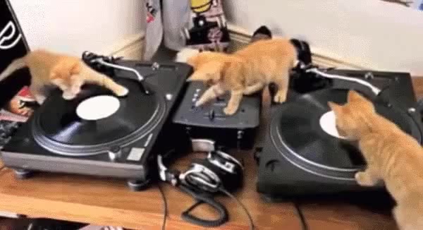 DJ Party Cat - Coub - The Biggest Video Meme Platform