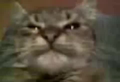 Мем с котом из тик тока PreffFF - Coub