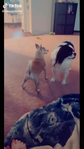 Chihuahua twerking sale