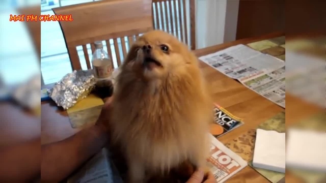 Funny pomeranian online videos