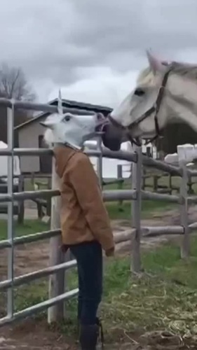 Funny horse videos 2021 new arrivals