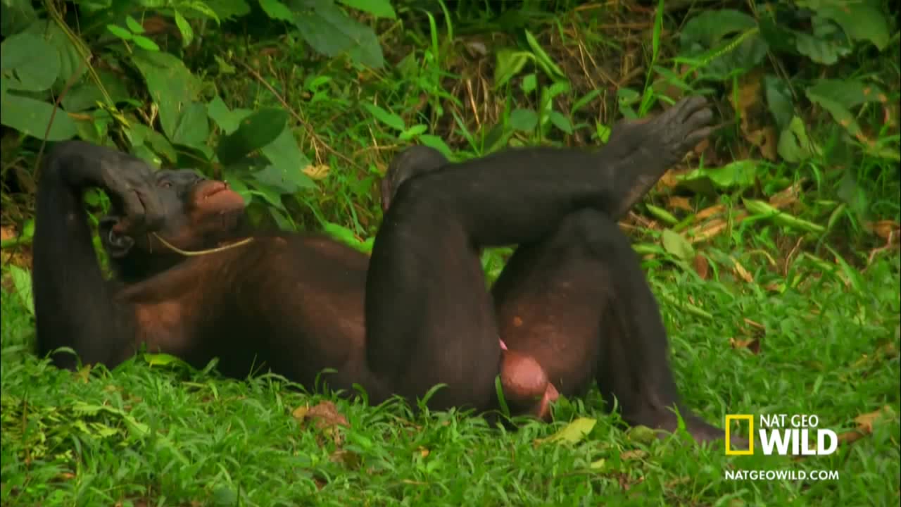 Down to Earth Bonobos - Coub