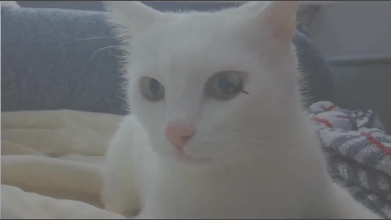 Кот вспомнил вьетнамCat Vietnam flashback - Coub - The Biggest Video Meme  Platform