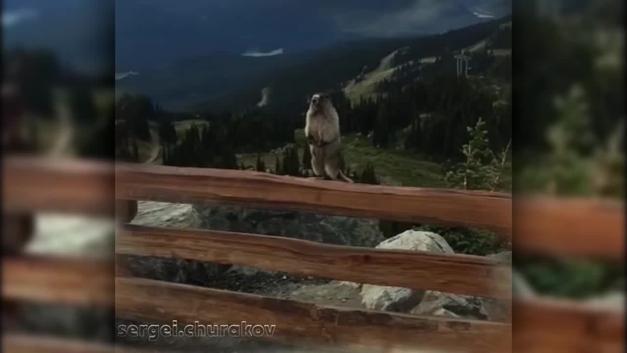Видео кричащего бобра. Бобёр орёт в горах. Кричащий бобёр в горах.