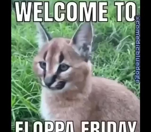 FLOPPA FRIDAY  Memes, Cat memes, Funny animal jokes