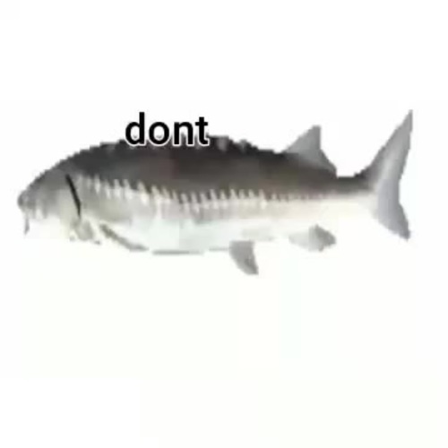 Don't cry I am just a fish - Coub - The Biggest Video Meme Platform