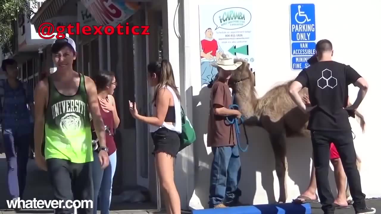 Most Epic Camel Toe PRANK - Coub - The Biggest Video Meme Platform