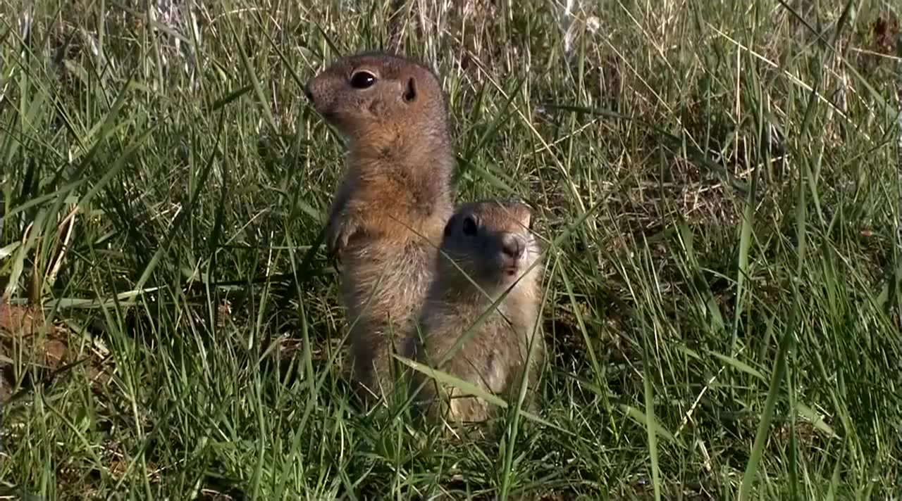 Ховрах. Суслики. Суслики смешные. Три суслика. Суслик фото