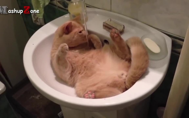 Смешные видосы про котиков