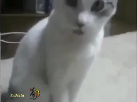 Говорящие коты и кошки смотрите лучшие приколы про котов - Coub - The  Biggest Video Meme Platform