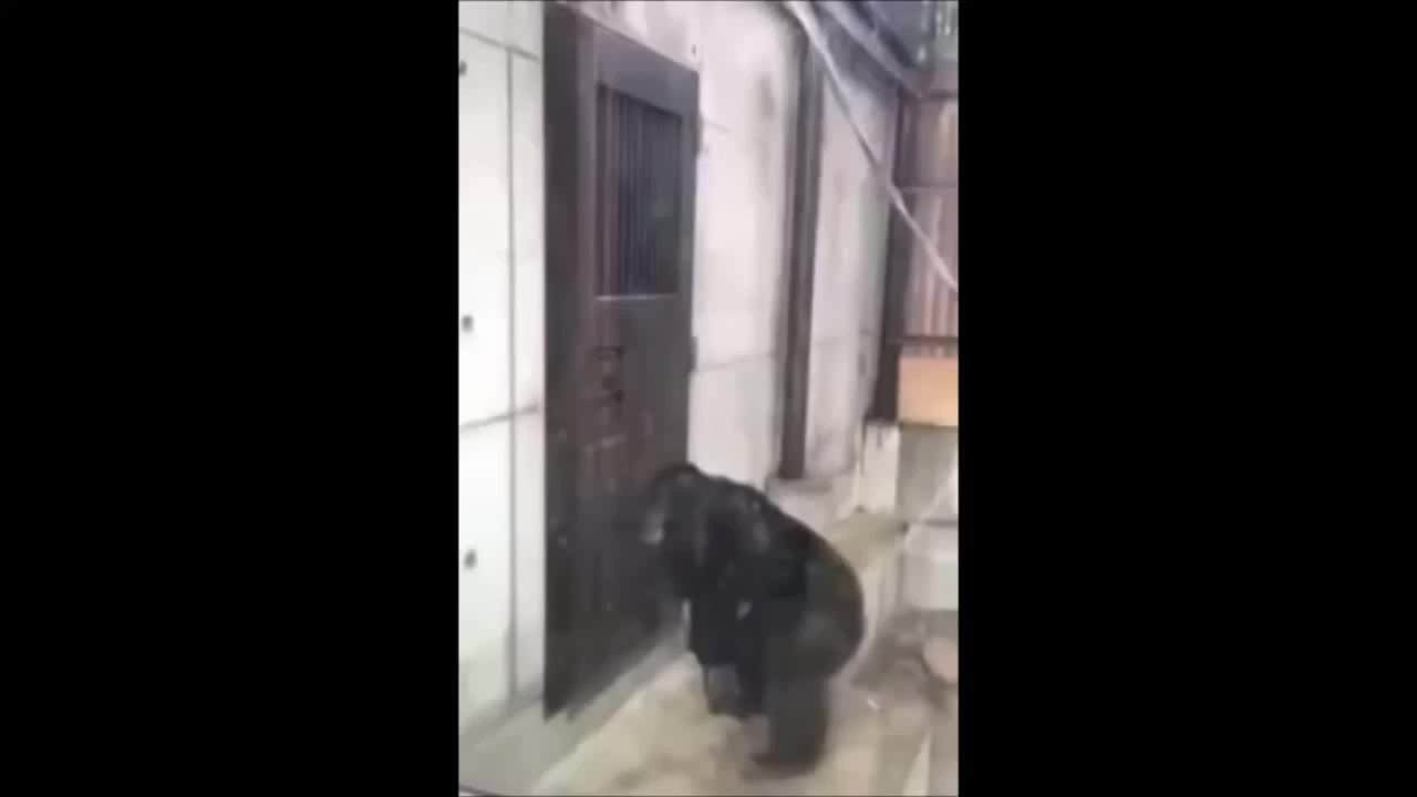 Monkey furiously knocking at door - Coub