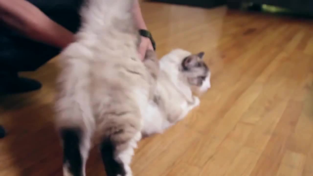Cat Twerking!! - Coub - The Biggest Video Meme Platform