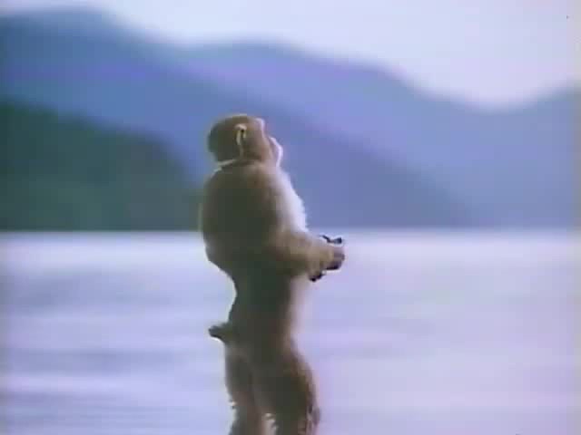 Обезьяна в наушниках мем