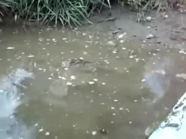 Duzy Kutas