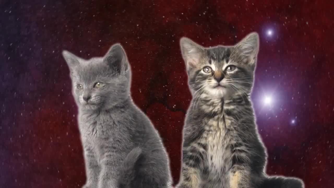 Space Cats — Magic Fly - Coub - The Biggest Video Meme Platform