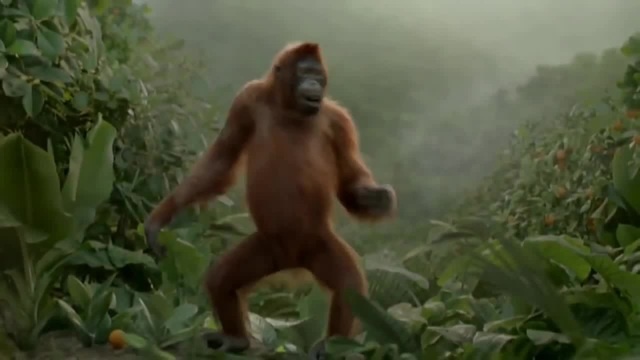 Dancing Monkey Meme