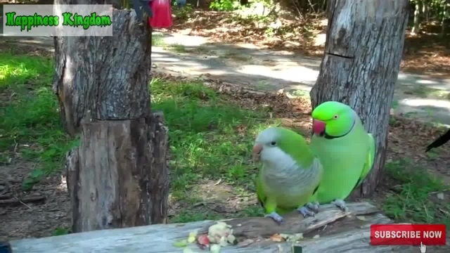 Try Not To Laugh Challenge Funny bird videos awesome compilation