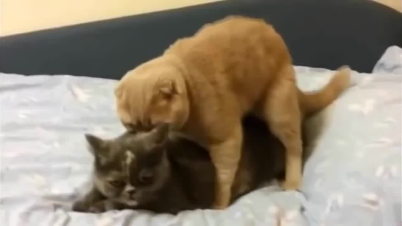 LOUDEST CAT ORGASM Coub The Biggest Video Meme Platform