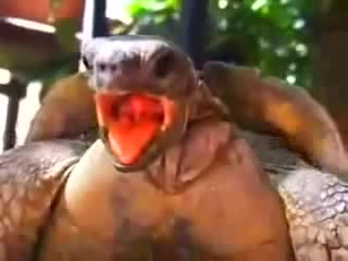 Turtle Sex - Coub
