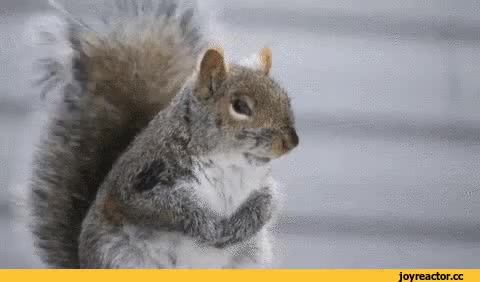 surprised squirrel meme