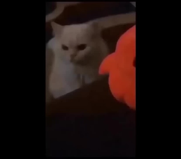 Angry Meme Cat - Rarible