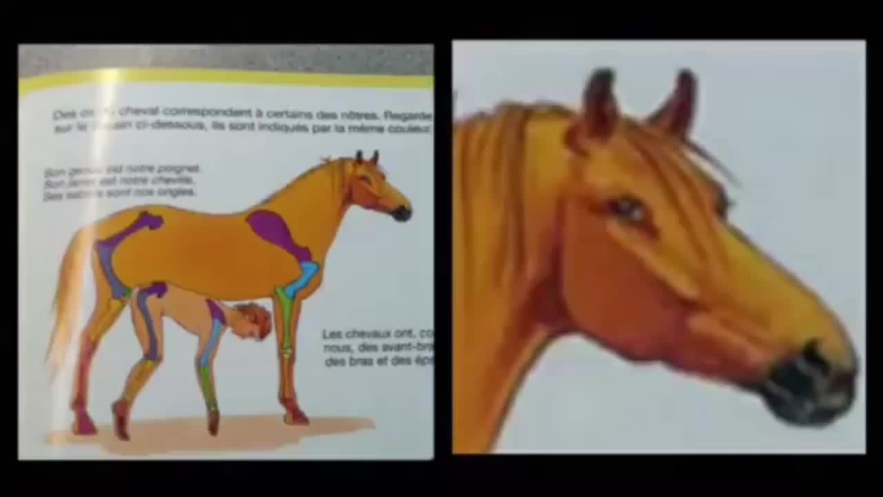 Horse Cock - Coub - The Biggest Video Meme Platform