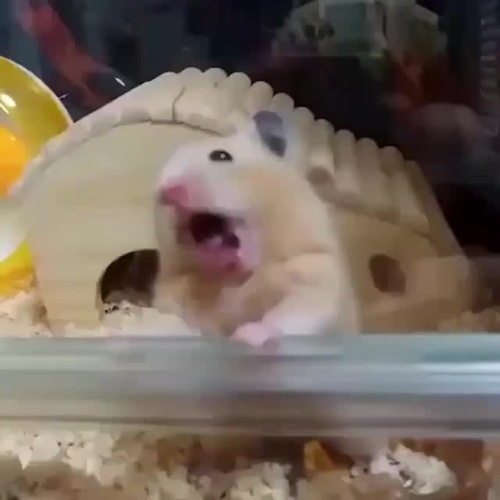 Hamsters discount video funny