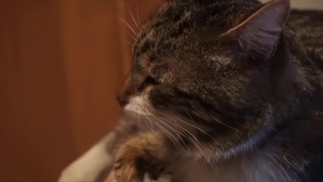 Кошка плачет