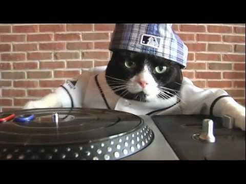 🎬 Dj Kitty #scenewar - Coub - The Biggest Video Meme Platform