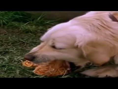 Dog 2025 puking spaghetti