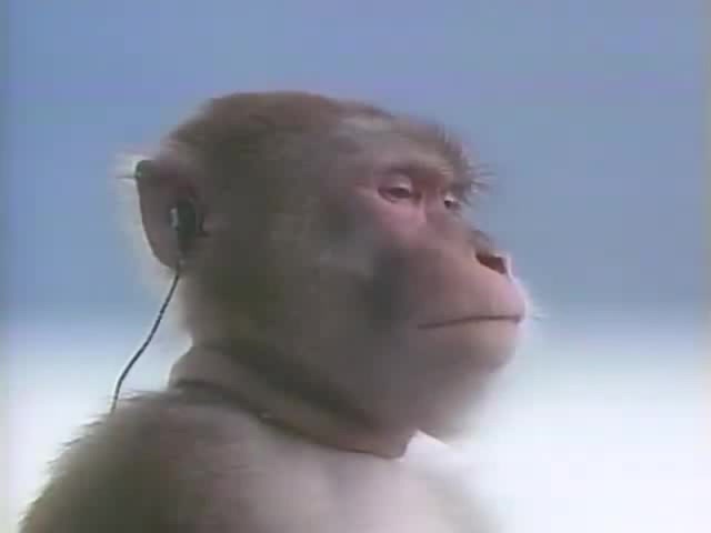 Обезьяна в наушниках мем