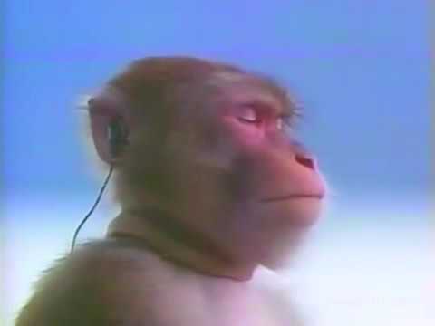 обезьяна мем в наушниках