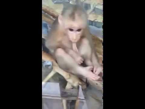 Monkey Sucking His Own Dick