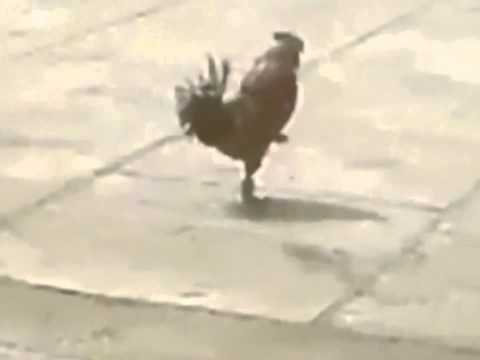 Петух кричит и падает в обморок видео