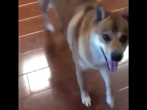 Dog dancing hot sale to toto africa