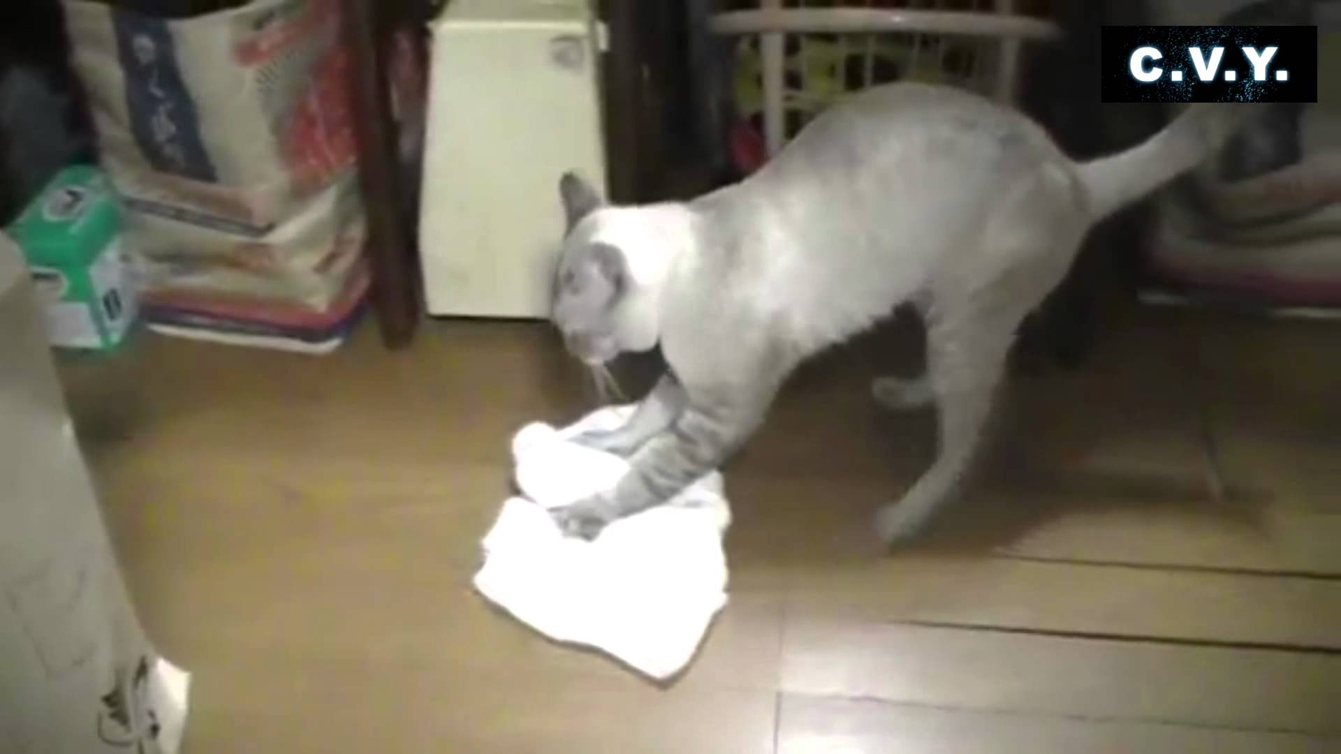 Хозяйственный кот