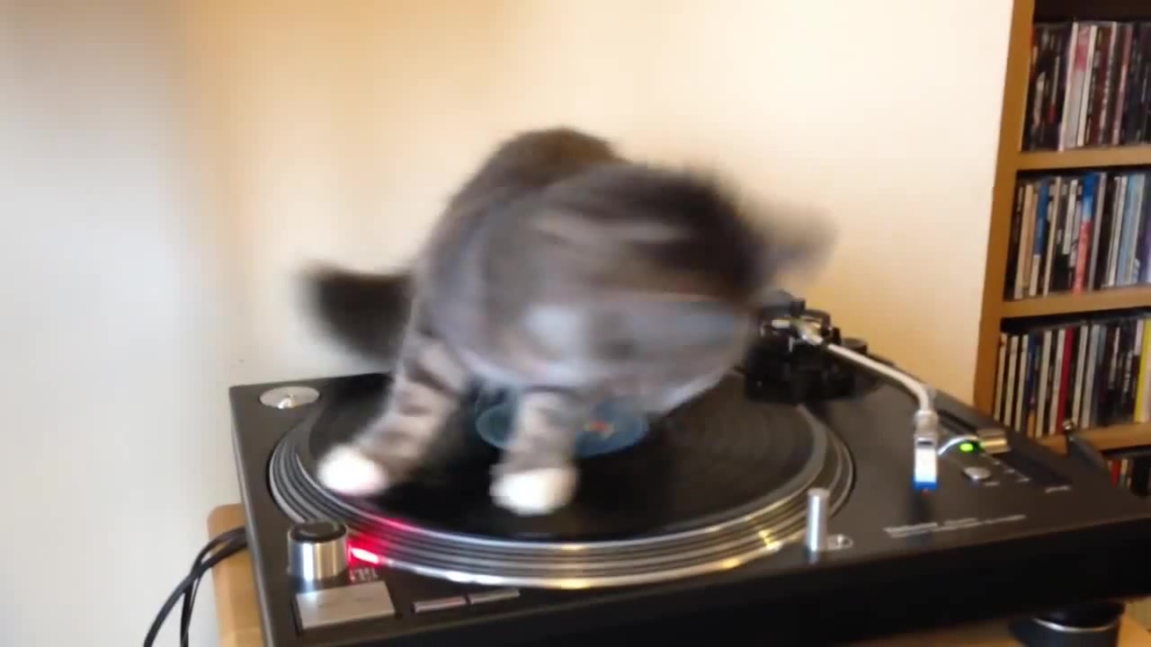 Cat Turntable. Vinyl Cat. Spinning Cat. Максвил кот.