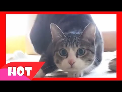 CAT DJ - Coub - The Biggest Video Meme Platform