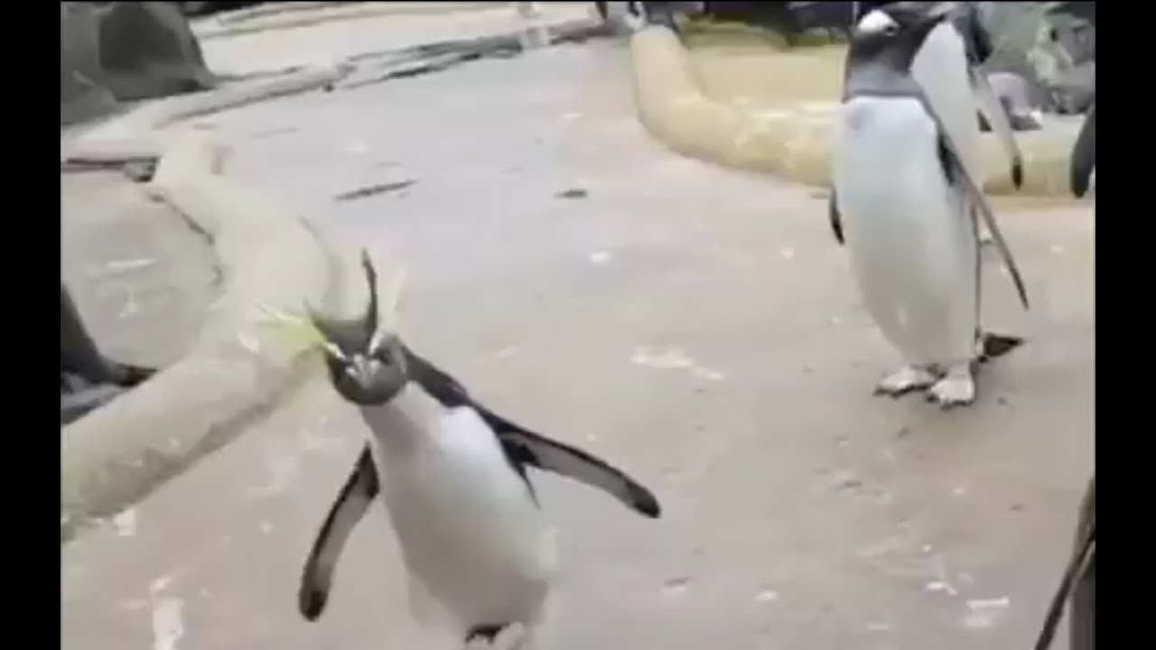 Видео сегодня будет туса сегодня я напьюсь. Пингвин радуется. Сегодня будет туса пингвин. Видео сегодня будет туса сегодня я напьюсь. Видео сегодня будет туса сегодня я напьюсь.