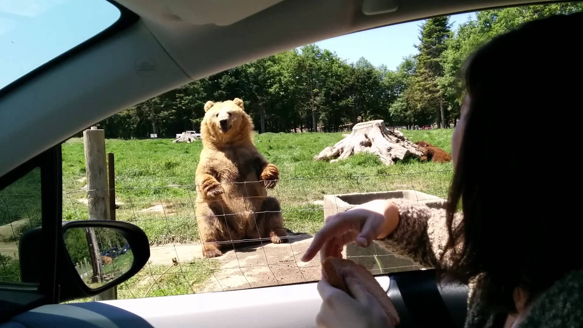 Покажи видео надо. Медведь за рулем. Смешные видеоролики. Медведь на дороге. Медведь машет лапой.